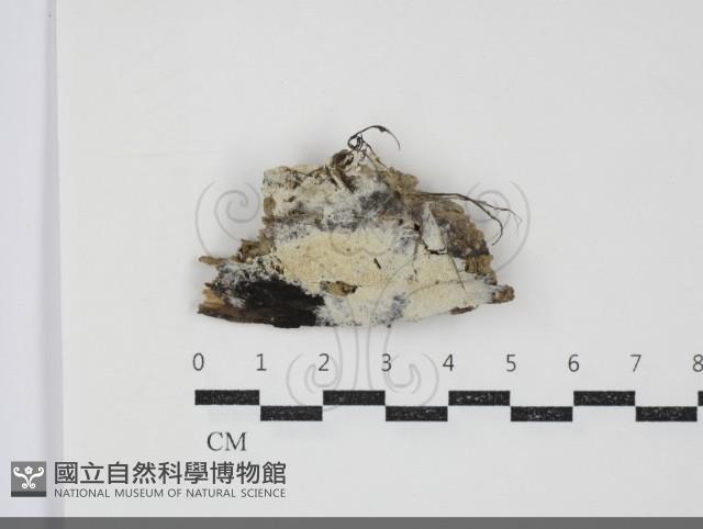 粗糙孢菌屬藏品圖，第1張