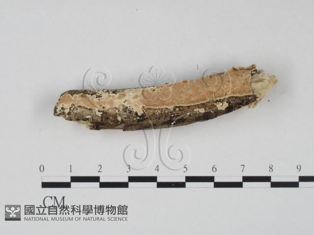 登錄號:F0022466藏品圖，第1張