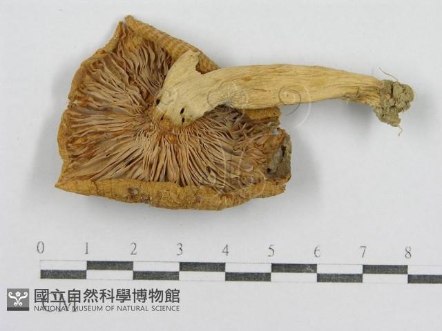 紅菇屬藏品圖，第1張