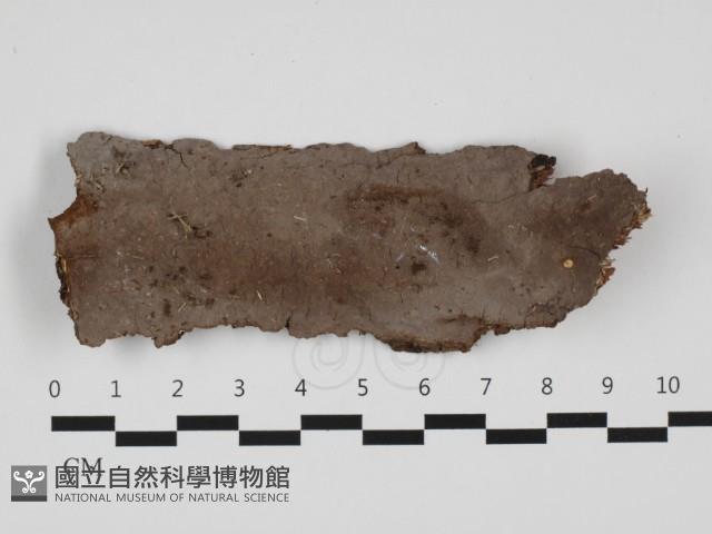 刺革菌屬藏品圖，第1張
