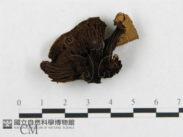 登錄號:F0007466藏品圖，第1張