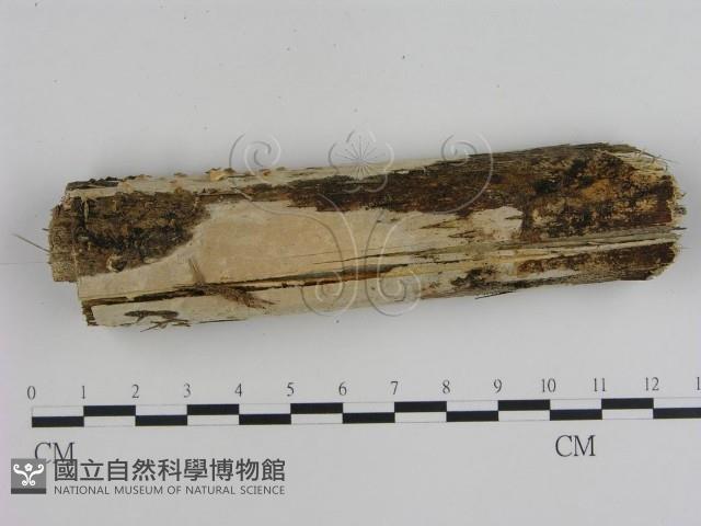 登錄號:F0015466藏品圖，第1張