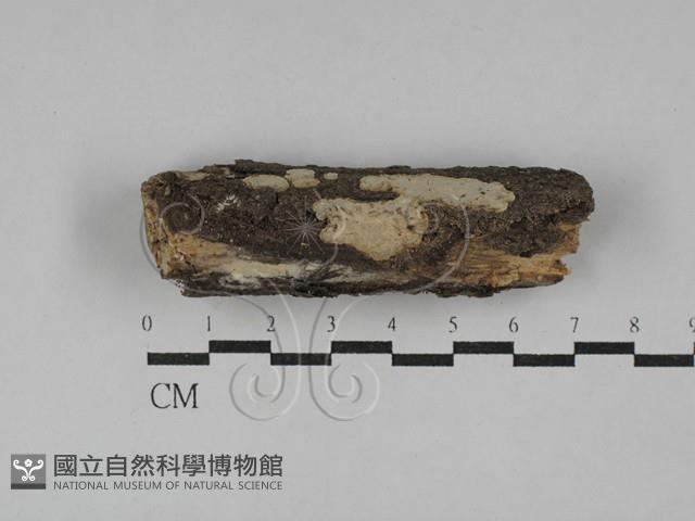 登錄號:F0029466藏品圖，第1張