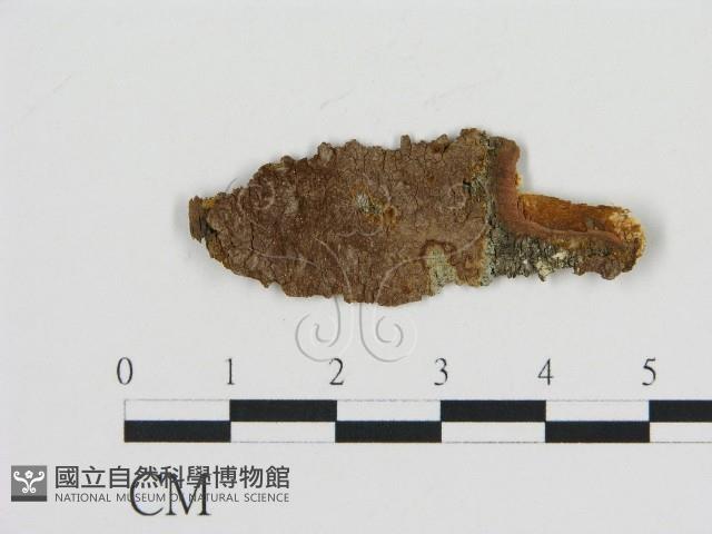 登錄號:F0009466藏品圖，第1張