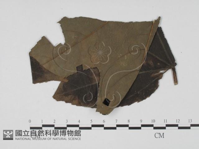 登錄號:F0019466藏品圖，第1張
