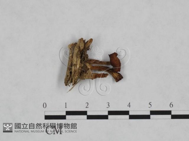 登錄號:F0023466藏品圖，第1張