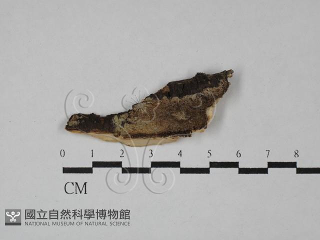 登錄號:F0028766藏品圖，第1張