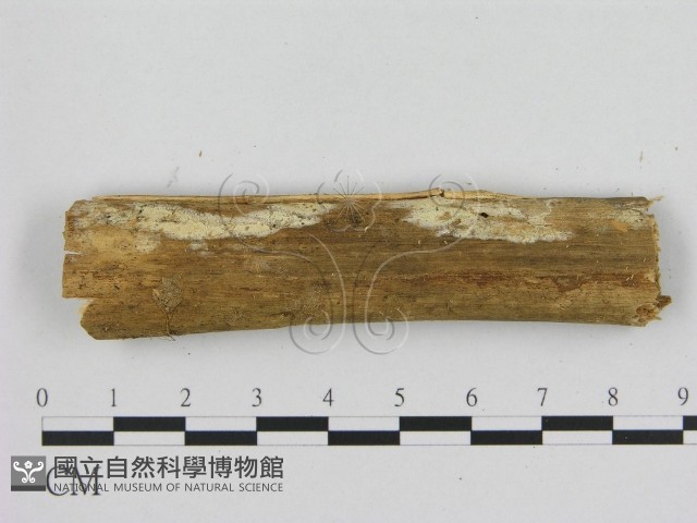 寡孔菌屬藏品圖，第1張