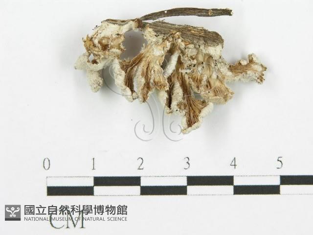 裂褶菌藏品圖，第1張