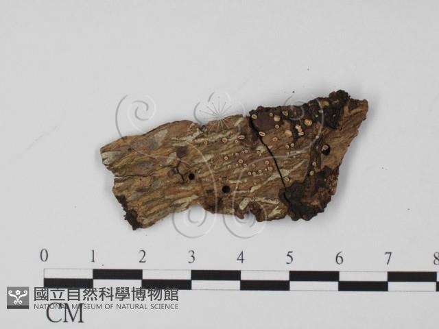 登錄號:F0020766藏品圖，第1張