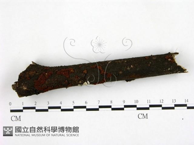 登錄號:F0000766藏品圖，第1張
