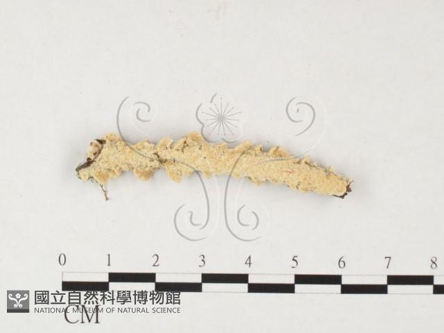 栓菌屬藏品圖，第1張