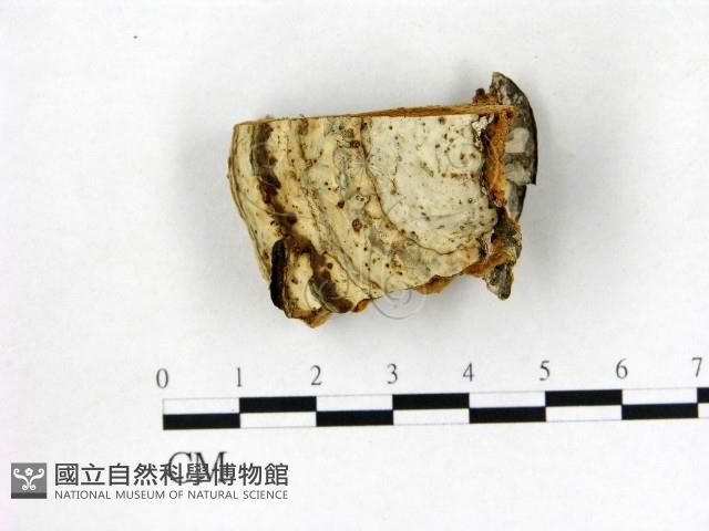 登錄號:F0006766藏品圖，第1張