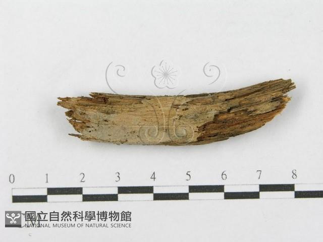 登錄號:F0016766藏品圖，第1張