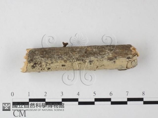 登錄號:F0021766藏品圖，第1張