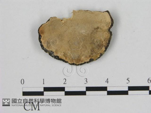 相鄰小孔菌藏品圖，第1張