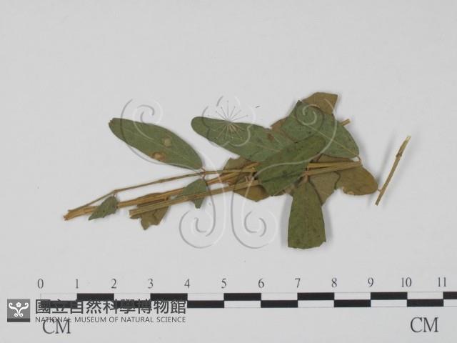 登錄號:F0011766藏品圖，第1張