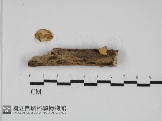 多孔菌屬藏品圖，第1張