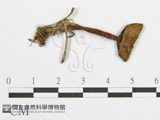 登錄號:F0004766藏品圖，第1張