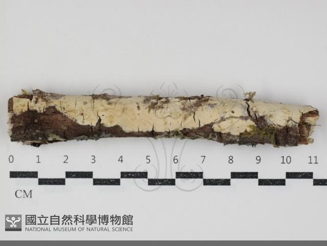 登錄號:F0034766藏品圖，第1張