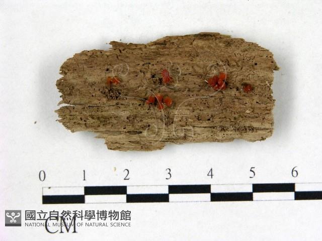 花耳屬藏品圖，第1張