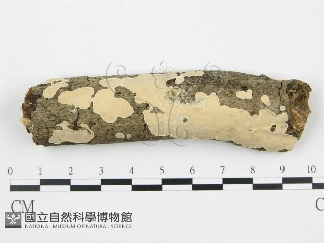 登錄號:F0002766藏品圖，第1張