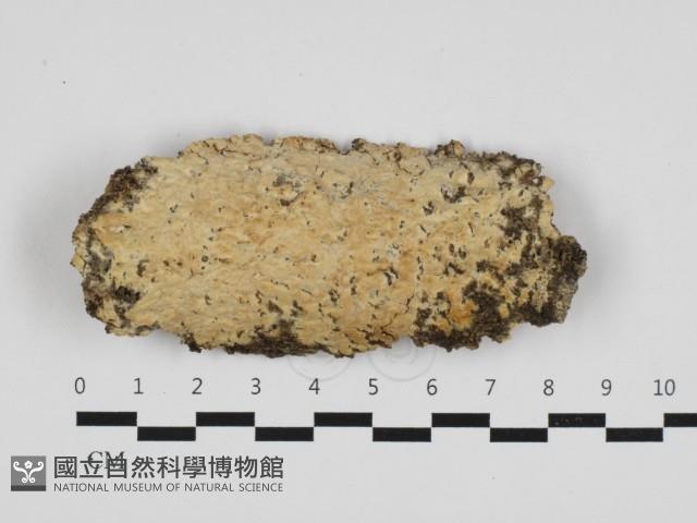 擬筍殼菌屬藏品圖，第1張