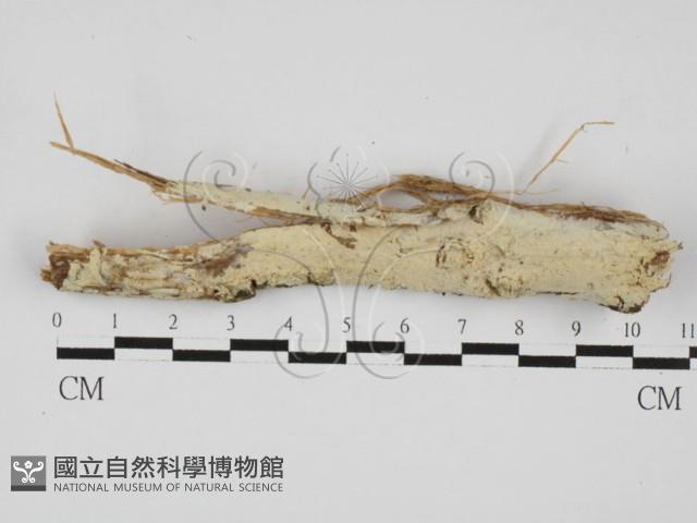 絲齒菌屬藏品圖，第1張