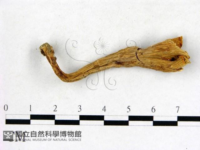 登錄號:F0007766藏品圖，第1張