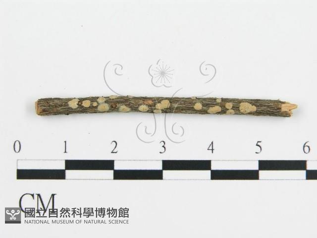 登錄號:F0017766藏品圖，第1張