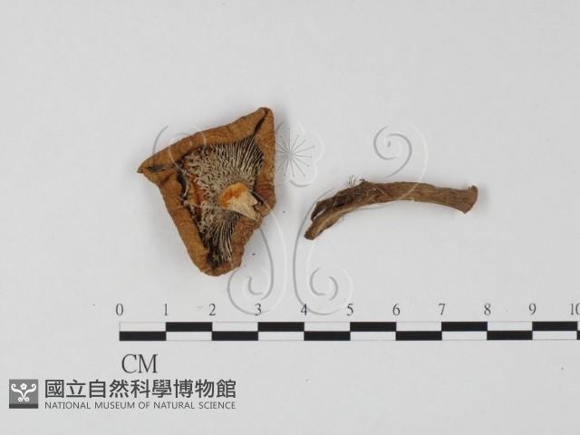 登錄號:F0025766藏品圖，第1張