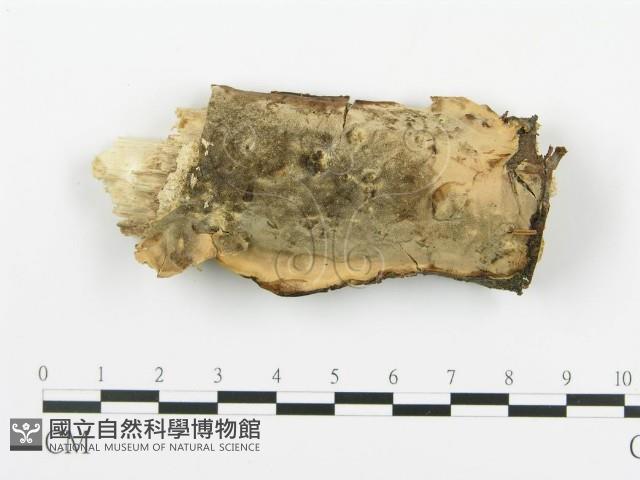 煙管菌藏品圖，第1張