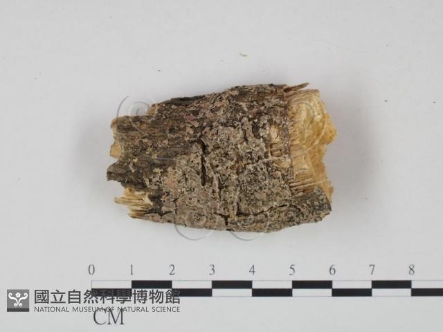 登錄號:F0015766藏品圖，第1張