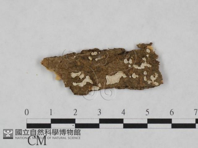 登錄號:F0023766藏品圖，第1張