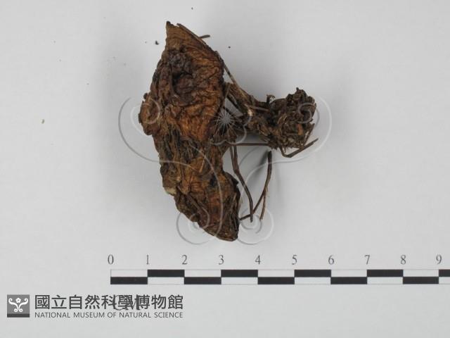 登錄號:F0003766藏品圖，第1張