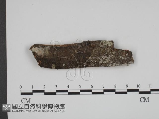 登錄號:F0013766藏品圖，第1張
