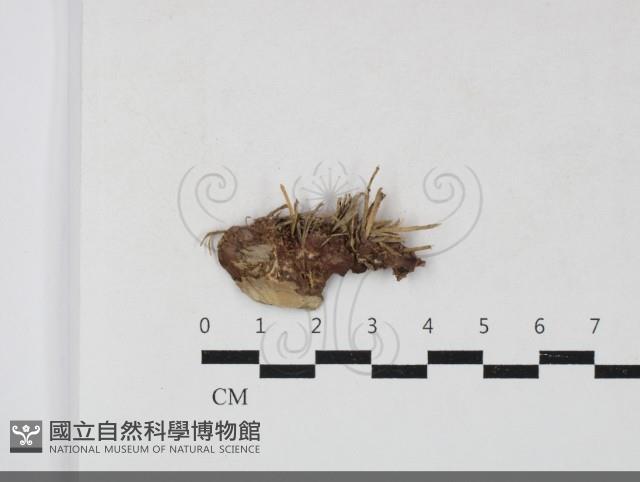 登錄號:F0033766藏品圖，第1張