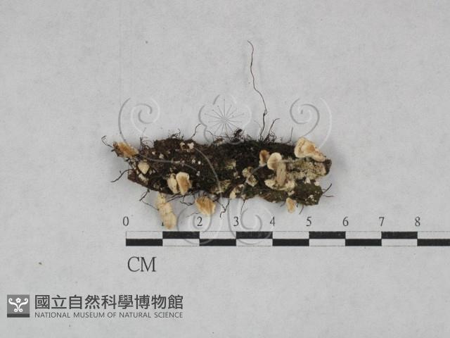 齒耳菌屬藏品圖，第1張