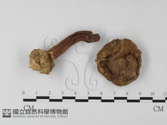 登錄號:F0008566藏品圖，第1張