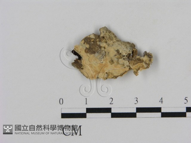 登錄號:F0010566藏品圖，第1張