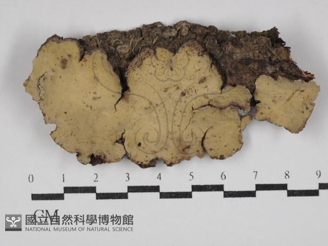 登錄號:F0030566藏品圖，第1張