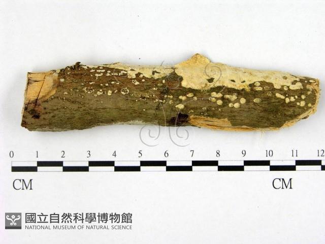 登錄號:F0001566藏品圖，第1張