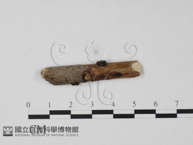 登錄號:F0011566藏品圖，第1張
