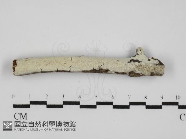 登錄號:F0031566藏品圖，第1張