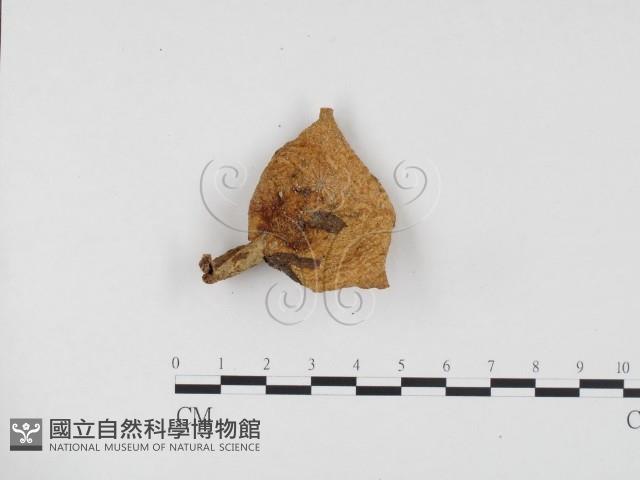 乳菇屬藏品圖，第1張