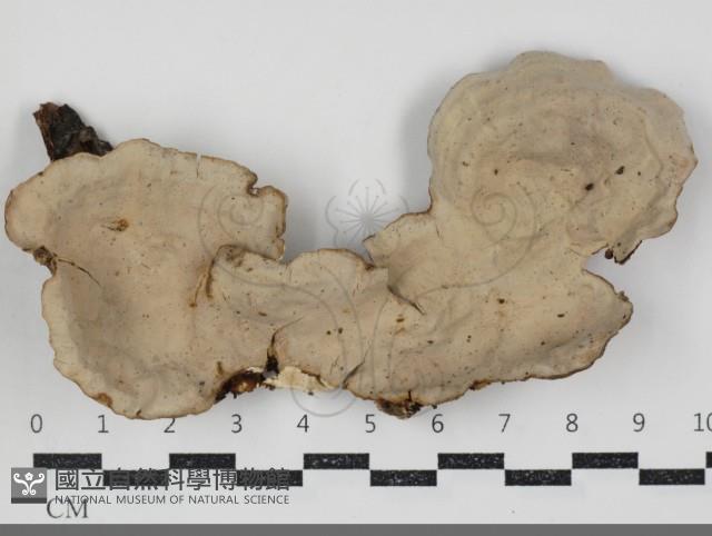 蠔韌革菌藏品圖，第1張