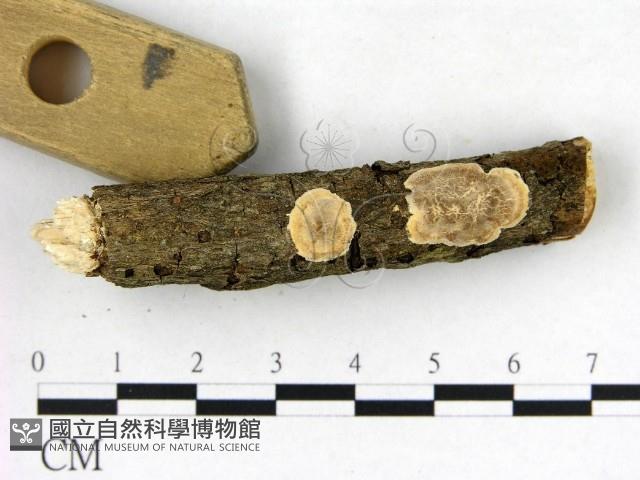 刺皮菌屬藏品圖，第1張