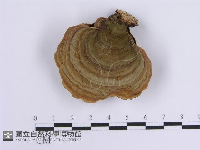 韌革菌屬藏品圖，第1張