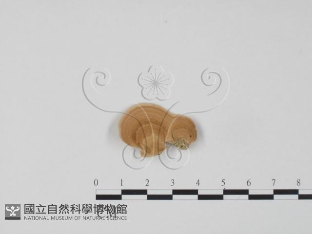 登錄號:F0012566藏品圖，第1張