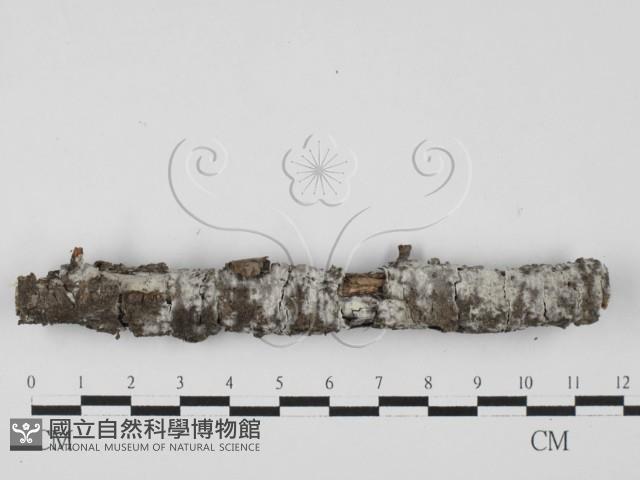 登錄號:F0027566藏品圖，第1張